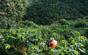 About Sabor Selva hero image
