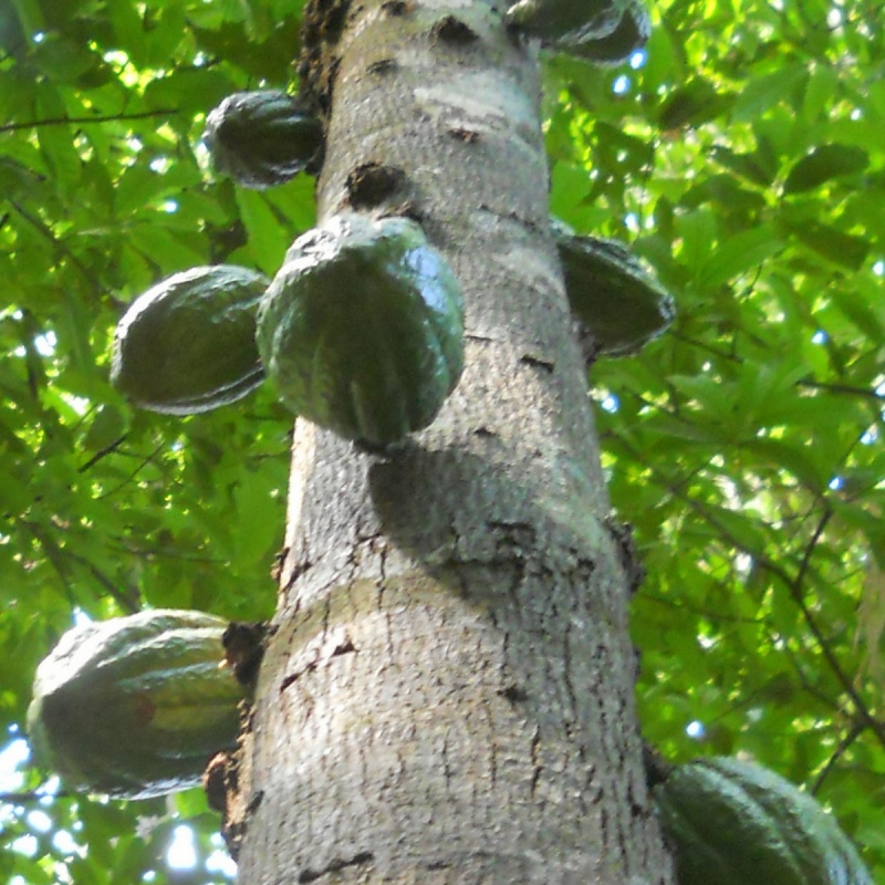 Jungle canopy with wild cacao trees in their natural habitat