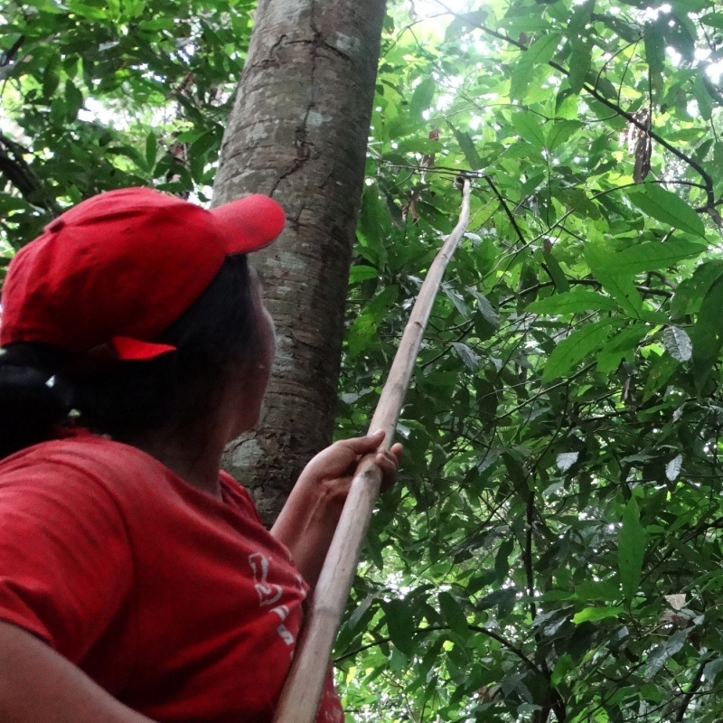 Hands using long poles to reach ripe cacao pods