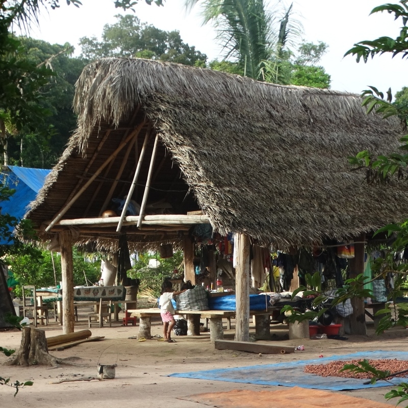 Cacao beans drying on tarpaulins or raised tables in sunlight
