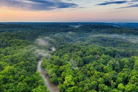 Rainforest slideshow image