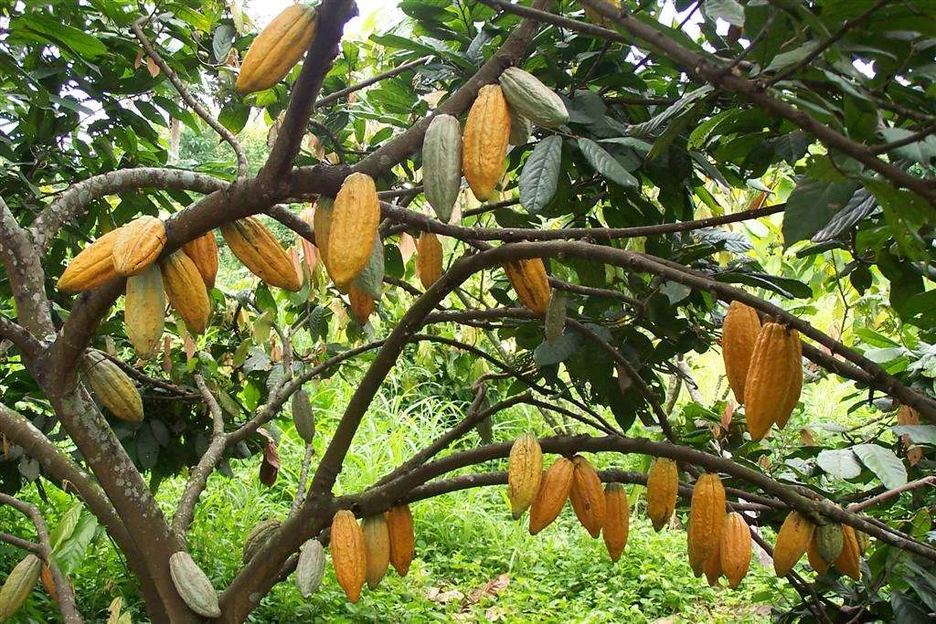 Why Wild Chocolate image